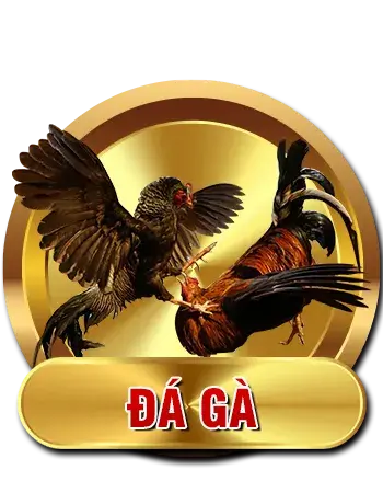 Đá gà BL555